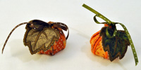 Pumpkin Treat Holders